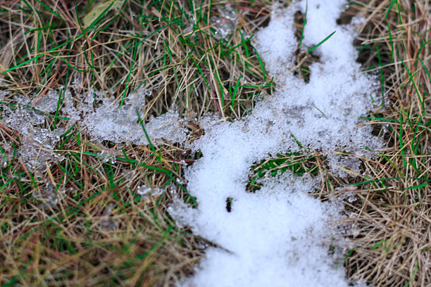 snow on the green and yellow grass