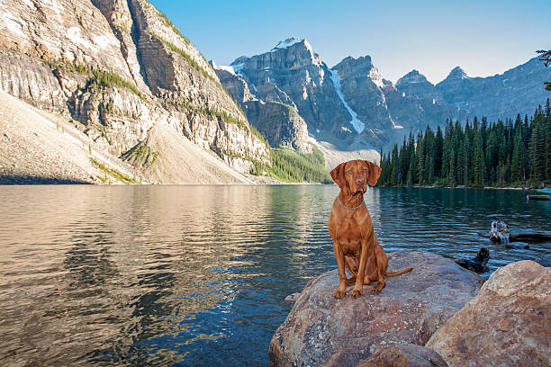 istock dog sitting on rock by glacier lake 516396619