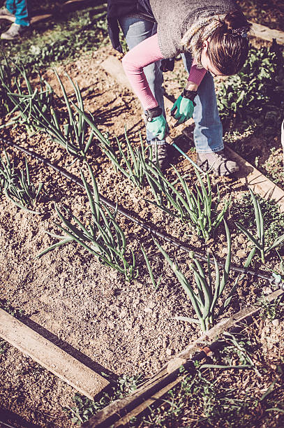 adulto joven mujer jardinería - vegetable garden vegetable high angle view weeding fotografías e imágenes de stock