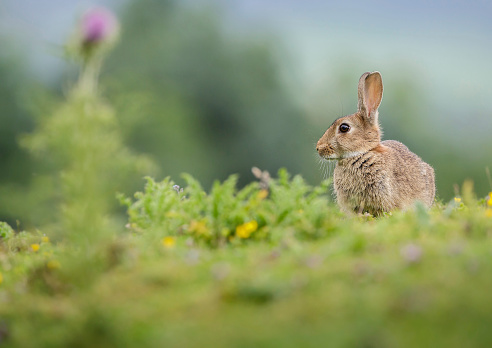 A brown hare on the summer meadow,Shot in Zaduo County, Qinghai, China in August 2022