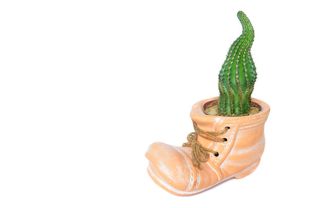 istock Cactus planted in ceramic orange shoe isolated on white background 516397390