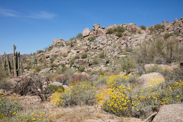 istock Boulders spring flowers and Giant thorny Saguaro Cactus 516397564