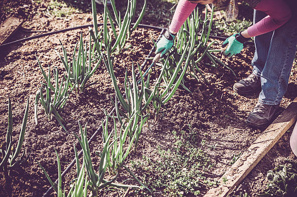 jovem adulto mulher jardinagem - vegetable garden vegetable high angle view weeding - fotografias e filmes do acervo