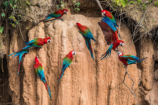 istock macaws in the peruvian Amazon jungle at Madre de Dios 516397637