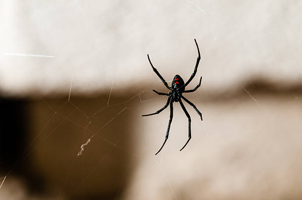 Black Widow Spider Black Widow Spider on a web black widow spider photos stock pictures, royalty-free photos & images