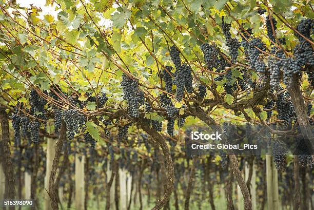 Grape Plantation Stock Photo - Download Image Now - Abundance, Agricultural Field, Agriculture