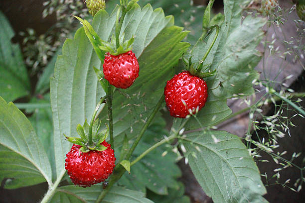 Fresas en una rama - foto de stock