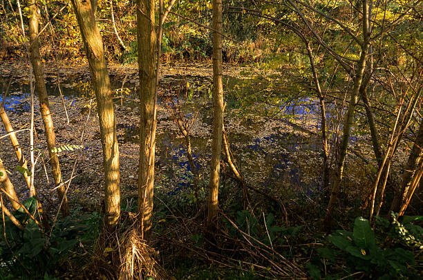 istock Colorful foliage in the autumn park 516398840