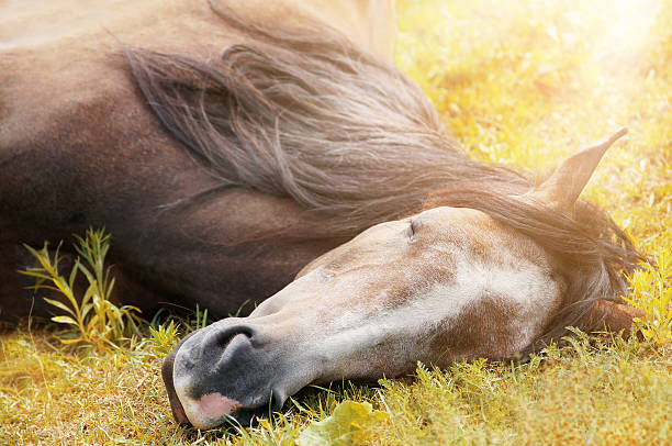 one week old foal lying on the ground