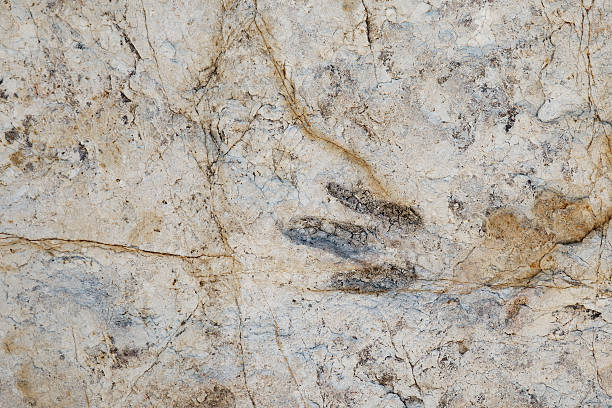 istock Dinosaur Footprint in Morrison, Colorado 516398901