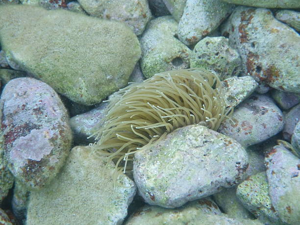 istock Snakelocks anemone (Anemonia viridis) underwater photo 516400256