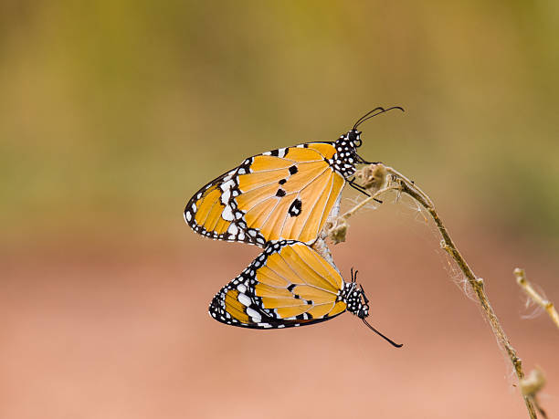 istock Two Butterfly, Season for breeding of butterfly 516400292