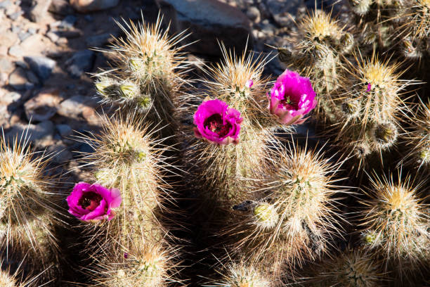 istock Crimson Sonoran Desert Flowers 516401058