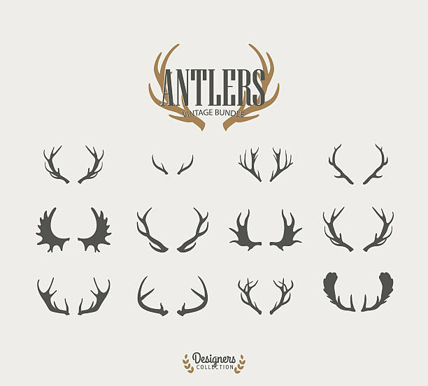 Antler collection Premium design elements. Great for retro vintage logos. deer stock illustrations