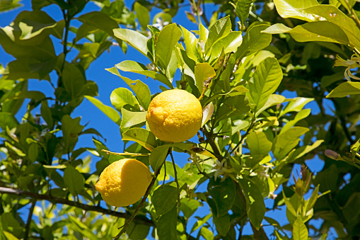 Lemons on a home garden tree..bird protection net in background.