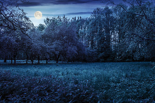 istock lawn in garden with fruit trees at night 516401604
