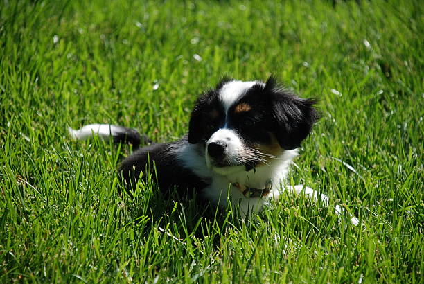 istock Puppy in the Grass 516401616