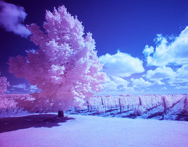 istock Infrared photography tree in a vineyard 516401726