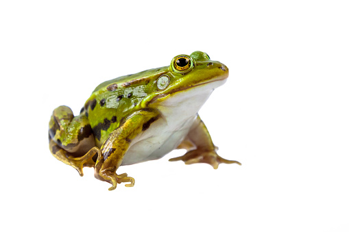 Close-up of a green water frog Rana Esculenta sitting strikingly on a stone, Germany