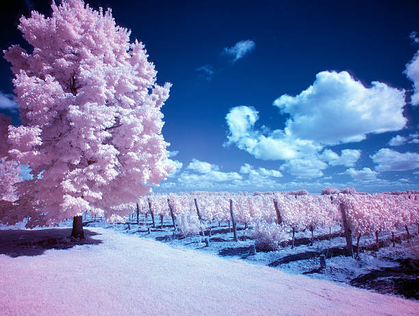 istock Infrared photography tree in a vineyard 516402032