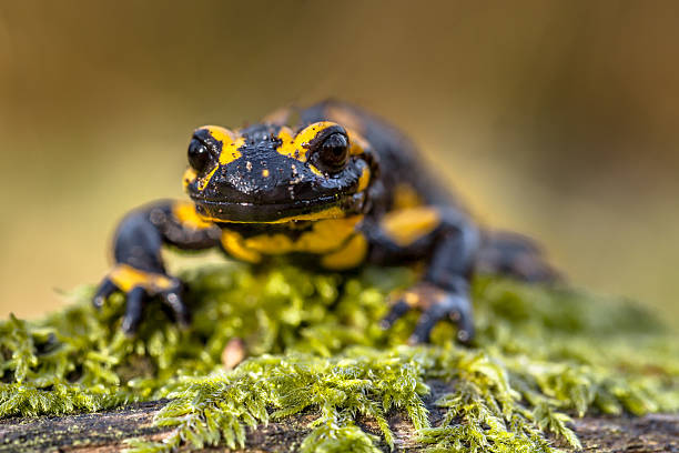 istock Frontal view of a Fire salamander in natural setting 516402150