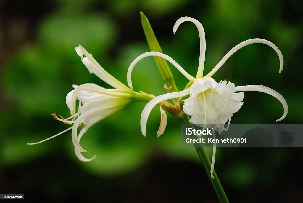 Peruvian Daffodil Flower Spider Lily Stock Photo