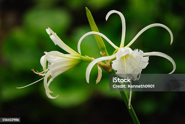 Peruvian Daffodil Stock Photo - Download Image Now - Spider Lily, Daffodil, Horizontal