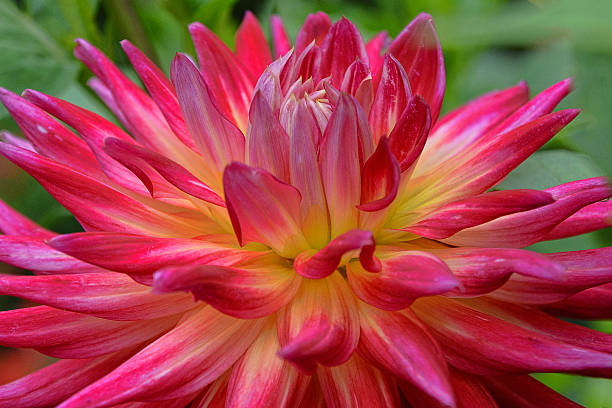 istock Closeup Dragonberry Dahlia Blossom 516407209