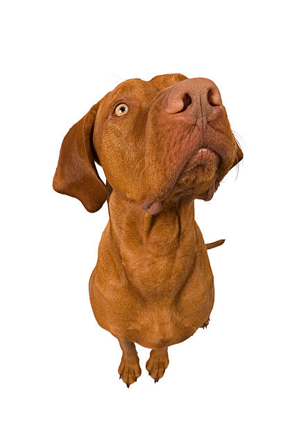 istock exagerated wide angle dog portrait 516407257