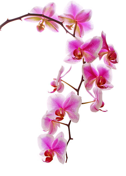 istock Pink flowers orchid . 516407271