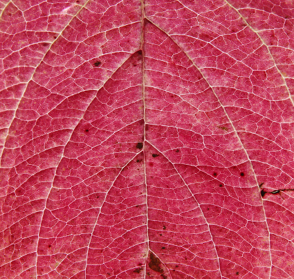 red leaf macro structure
