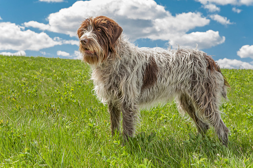 griffon dog in field