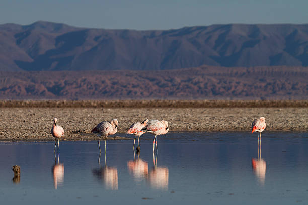 istock The Flamingos National Reserve 516408757