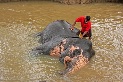 Sigiriya, Sri Lanka - January 14, 2011: Man bathing an elephant near Sigiriya in Sri Lanka