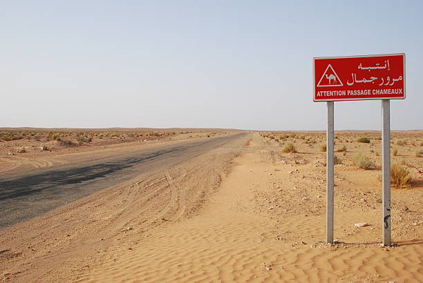 istock Camels crossing sign 516409553