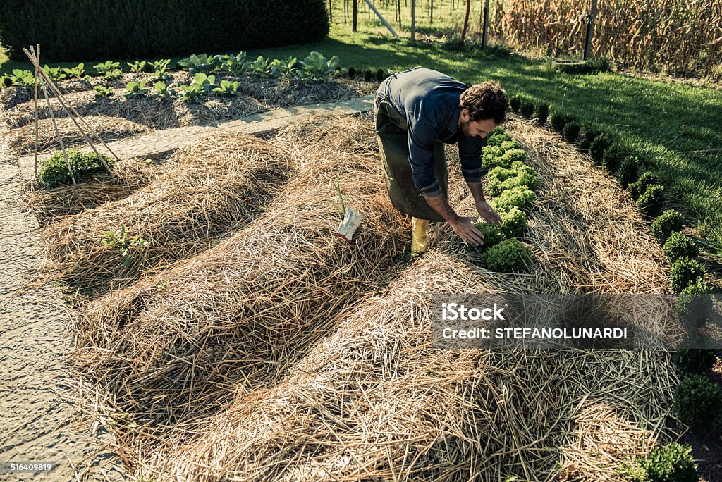Synergistic Agriculture Man working on a synergistic vegetable garden Mulch Stock Photo