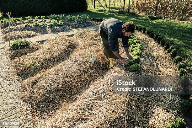 Synergistic Agriculture Stock Photo - Download Image Now - Mulch, Vegetable Garden, Straw