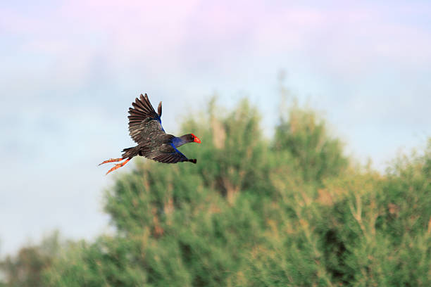 istock Purple Swamp Hen in Flight 516411843
