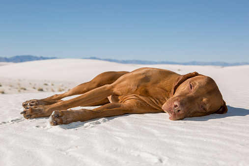 golden color pure breed dog laying in the white desert sand on a hot day