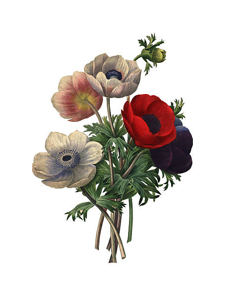 Anemone simplex | Redoute Flower Illustrations High resolution illustration of an anemone simplex, isolated on white background. Engraved by Pierre-Joseph Redoute (1759 - 1840), nicknamed "The Raphael of flowers" and an official court artist of Queen Marie Antoinette of France. Original artwork published in Choix des plus belles fleurs et de quelques branches des plus beaux fruits, France in 1827. fall flower bouquet stock illustrations