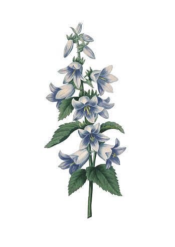 High resolution illustration of a bellflower, isolated on white background. Engraving by Pierre-Joseph Redoute. Published in Choix Des Plus Belles Fleurs, Paris (1827).