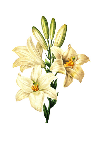 High resolution illustration of a Lilium candidum, known as the Madonna Lily, isolated on white background. Engraving by Pierre-Joseph Redoute. Published in Choix Des Plus Belles Fleurs, Paris (1827).