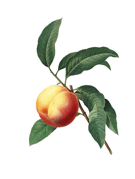 ilustrações, clipart, desenhos animados e ícones de peach/redoute ilustrações botânico - illustration and painting engraving old fashioned engraved image