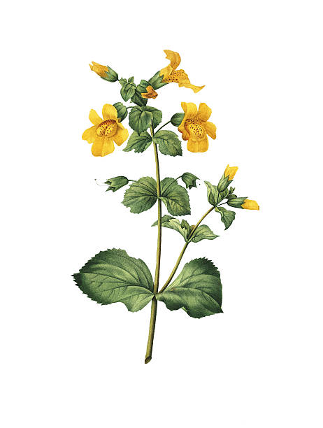 ilustraciones, imágenes clip art, dibujos animados e iconos de stock de mimulus/redoute ilustraciones de flor - musk