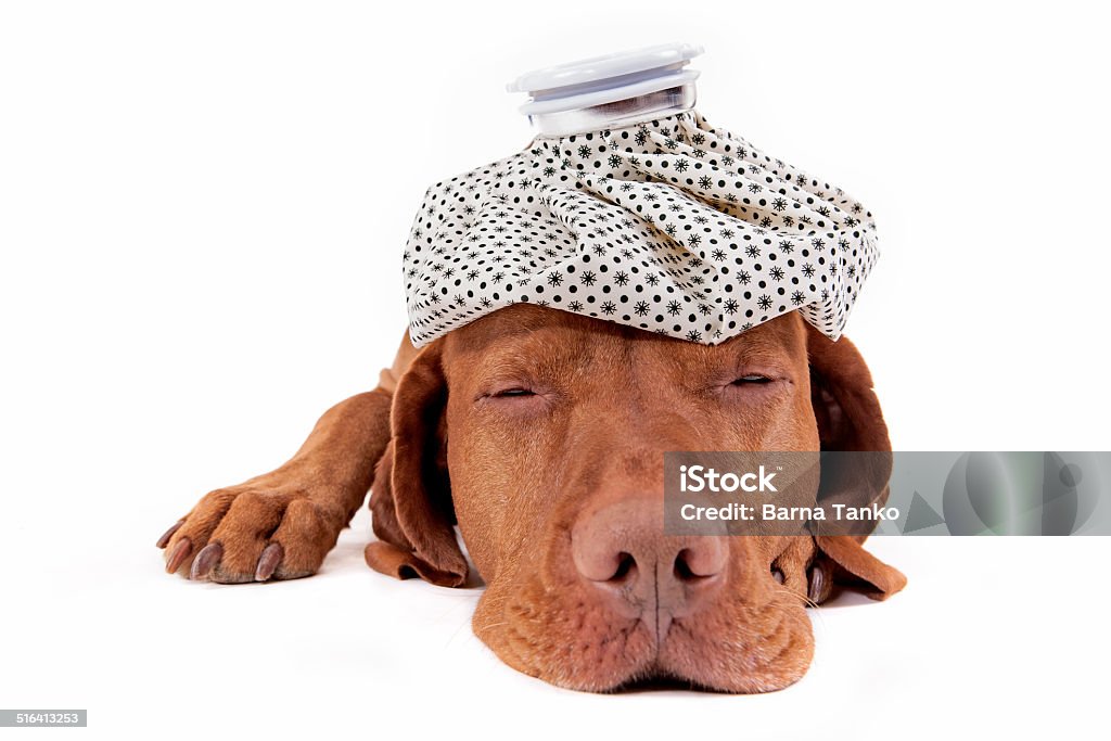 sick as a dog laying golden purebreed dog with ice bag on its head on white background Ice Stock Photo