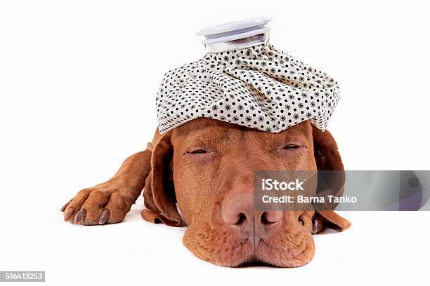 Sick As A Dog Stock Photo - Download Image Now - Ice, Bag, Animal