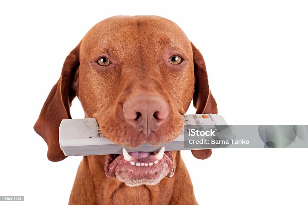 Here is your remote pure breed pointer dog holding remote control in mouth on white background Dog Stock Photo