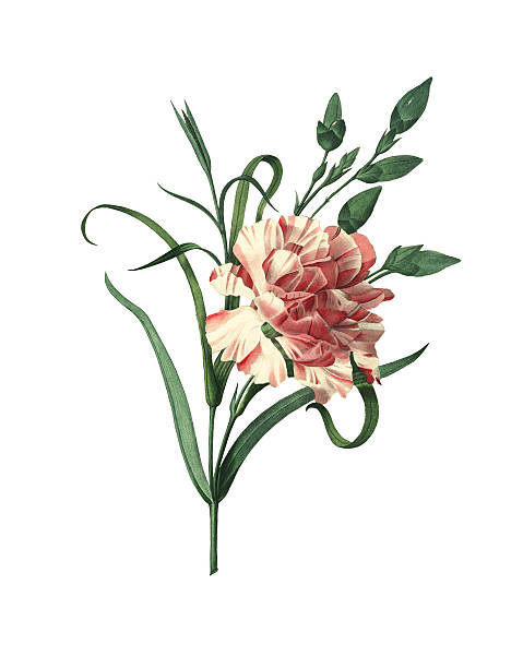 сад гвоздика/redoute цветок иллюстрации - botany illustration and painting single flower image stock illustrations