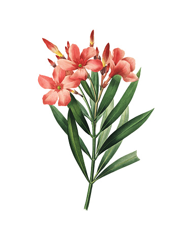 High resolution illustration of a Nerium oleander, isolated on white background. Engraving by Pierre-Joseph Redoute. Published in Choix Des Plus Belles Fleurs, Paris (1827).
