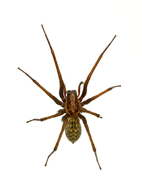 istock Creepy House spider isolated on white 516413920